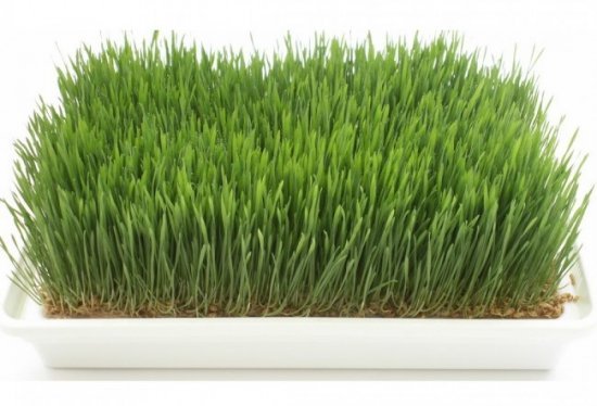 מנבטת חממה New Horizon SP1